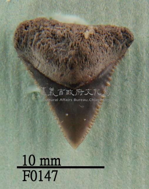 鯊魚上顎齒藏品圖，第1張