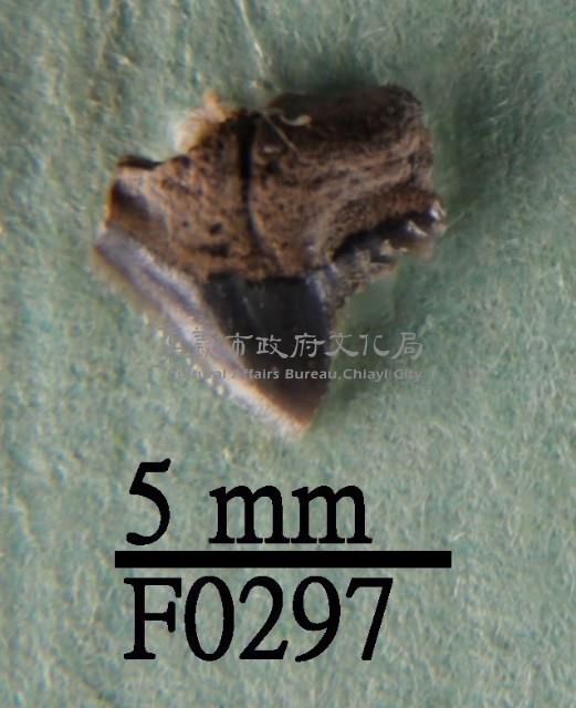 公牛鯊上顎齒藏品圖，第1張