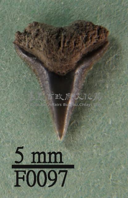 沙洲鯊上顎齒藏品圖，第1張