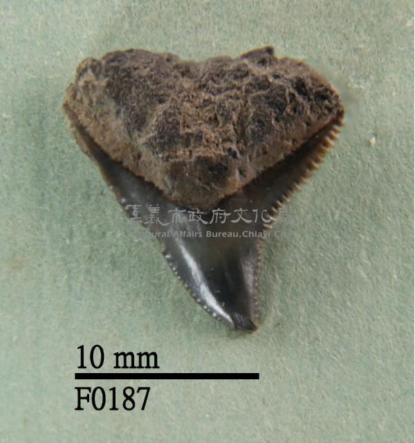 公牛鯊上顎齒藏品圖，第1張