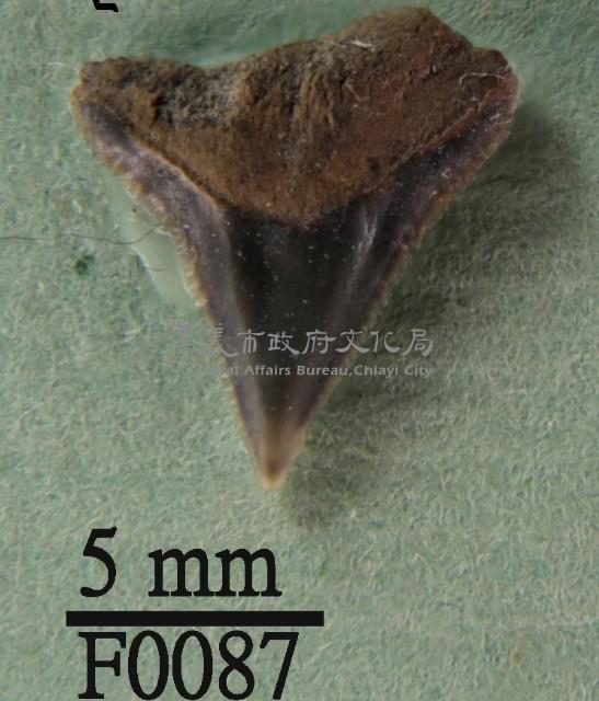 長鰭真鯊上顎齒藏品圖，第1張