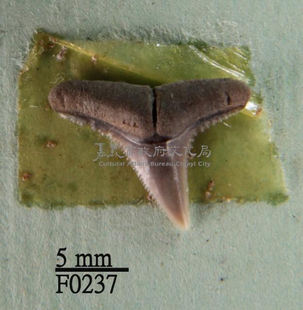 黑邊鰭真鯊上顎齒藏品圖，第1張