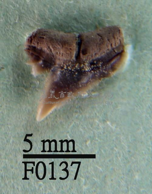 沙拉真鯊上顎齒藏品圖，第1張