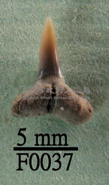 鯊魚下顎齒藏品圖，第1張