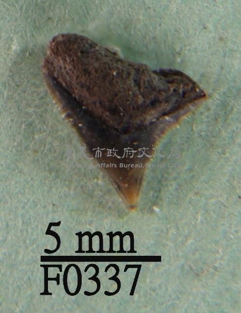 沙洲鯊上顎齒藏品圖，第1張