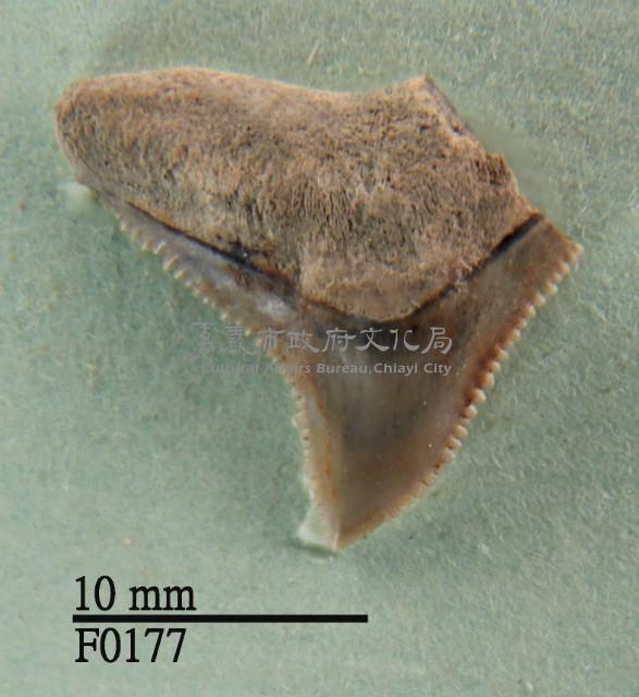 灰色真鯊上顎齒藏品圖，第1張