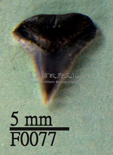 沙洲鯊上顎齒藏品圖，第1張