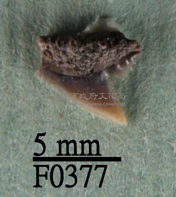 爪哇真鯊上顎齒藏品圖，第1張