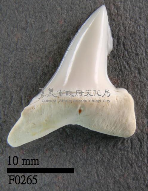 長鰭鯖鯊下顎齒藏品圖，第1張