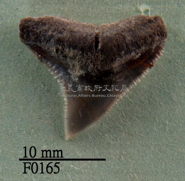 公牛鯊上顎齒藏品圖，第1張