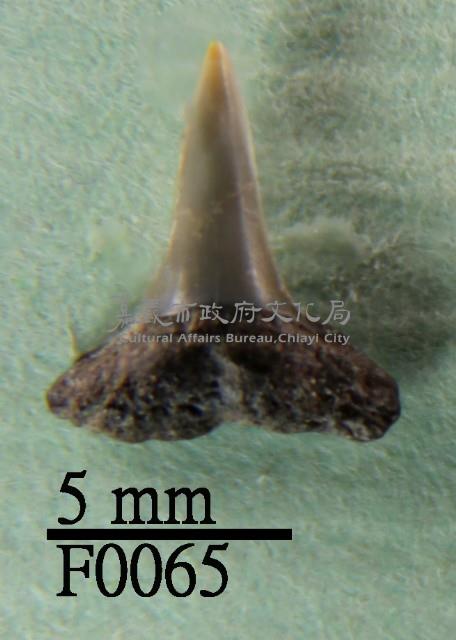 鯊魚下顎齒藏品圖，第1張