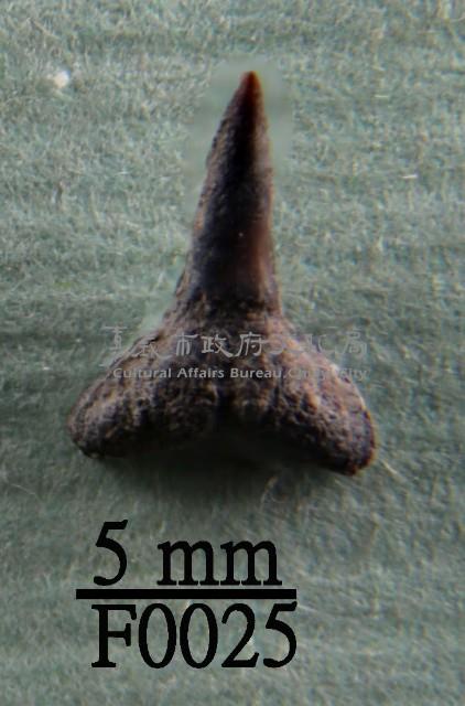 鯊魚下顎齒藏品圖，第1張