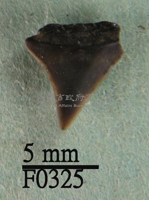 鉛灰真鯊上顎齒藏品圖，第1張