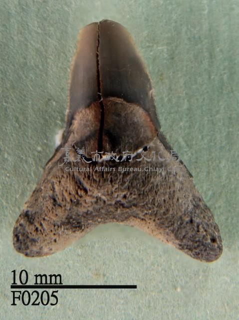 公牛鯊下顎齒藏品圖，第1張