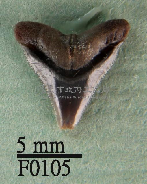 沙洲鯊上顎齒藏品圖，第1張