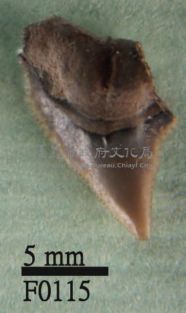 鯊魚上顎齒藏品圖，第1張