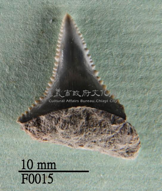 大白鯊下顎齒藏品圖，第1張