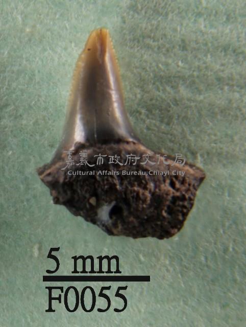 灰鯊下顎齒藏品圖，第1張