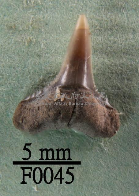 鯊魚(齒)藏品圖，第1張