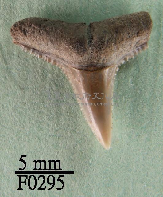 黑邊鰭真鯊上顎齒藏品圖，第1張