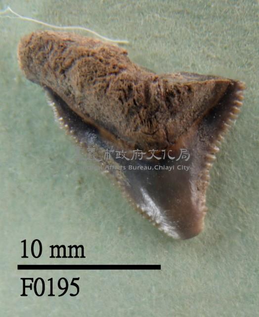 長鰭真鯊上顎齒藏品圖，第1張