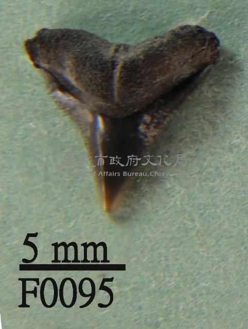 沙洲鯊上顎齒藏品圖，第1張