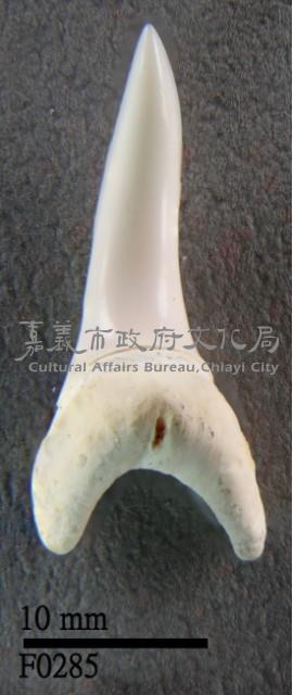 馬口鯊下顎齒藏品圖，第1張