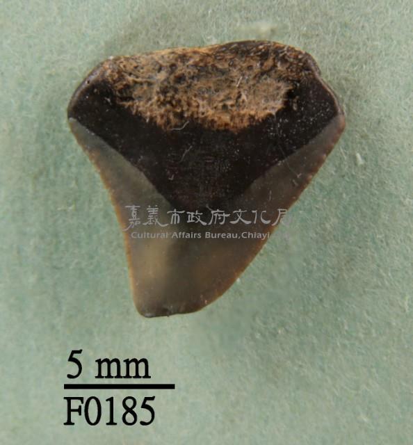 鯊魚上顎齒藏品圖，第1張