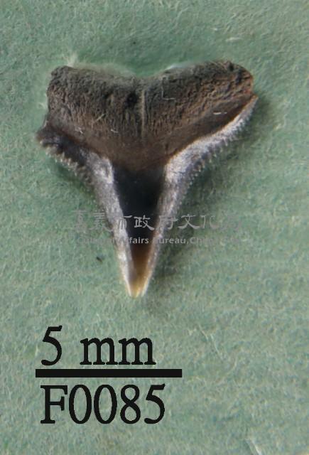 沙洲鯊上顎齒藏品圖，第1張