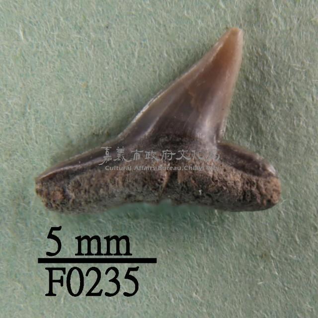 虎鯊下顎齒藏品圖，第1張