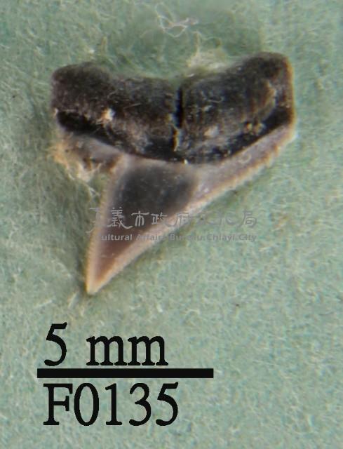 沙拉真鯊上顎齒藏品圖，第1張