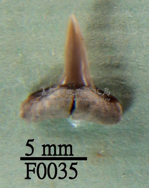 鯊魚下顎齒藏品圖，第1張