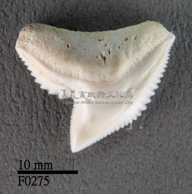 鼬鯊上顎齒藏品圖，第1張