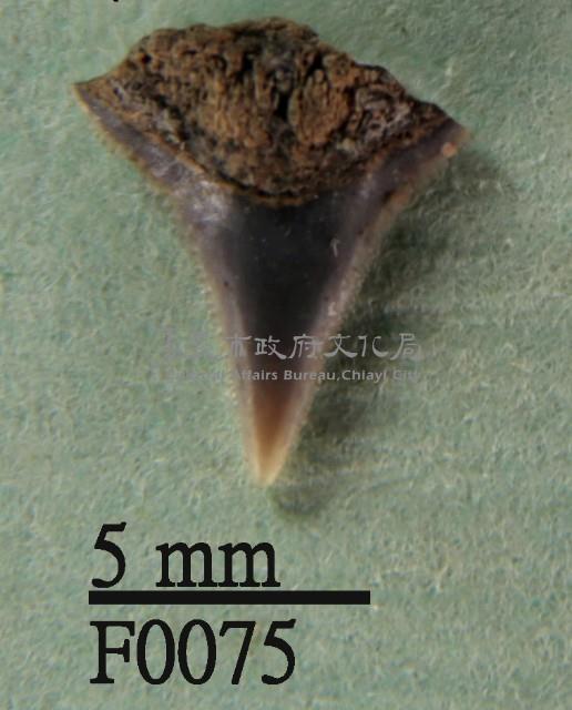 沙洲鯊上顎齒藏品圖，第1張