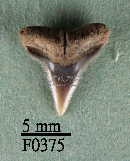 沙洲鯊上顎齒藏品圖，第1張