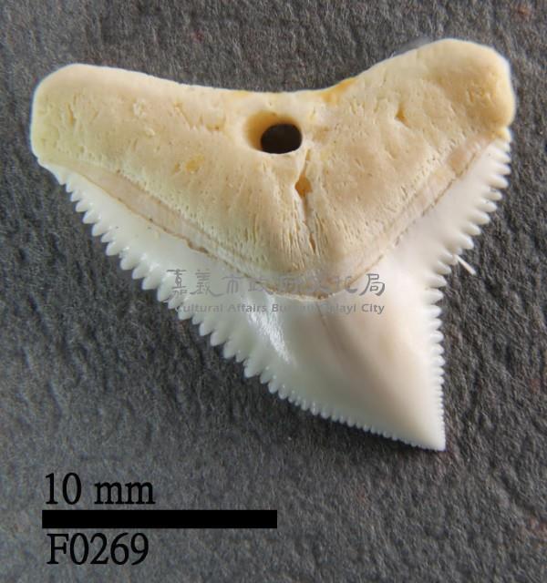 公牛鯊上顎齒藏品圖，第1張