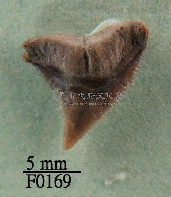 鉛灰真鯊上顎齒藏品圖，第1張