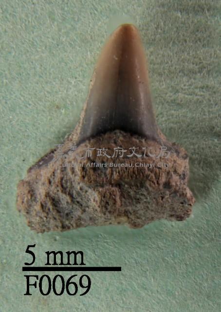 灰鯊下顎齒藏品圖，第1張