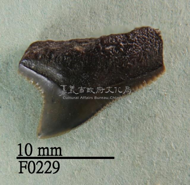 安汶真鯊上顎齒藏品圖，第1張