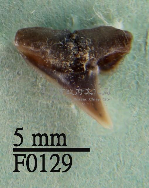 沙拉真鯊上顎齒藏品圖，第1張