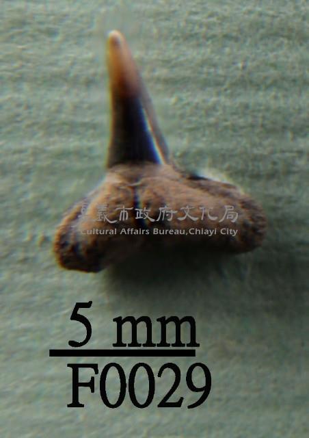 鯊魚下顎齒藏品圖，第1張