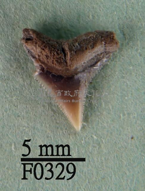 沙洲鯊上顎齒藏品圖，第1張