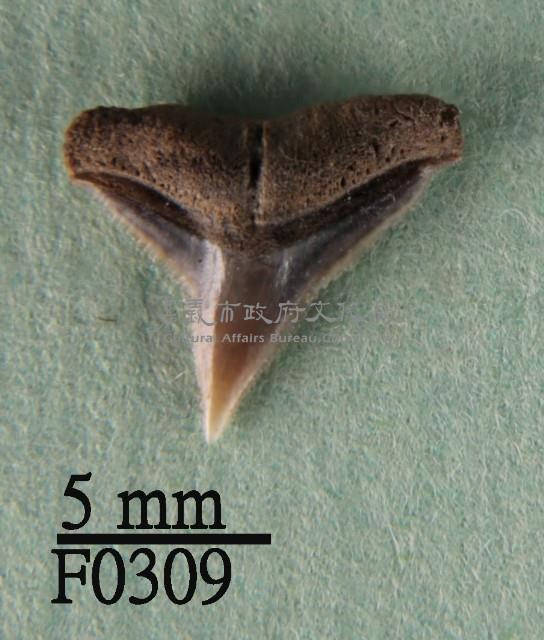 白邊真鯊上顎齒藏品圖，第1張