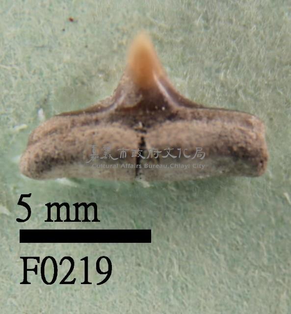 黑吻真鯊下顎齒藏品圖，第1張