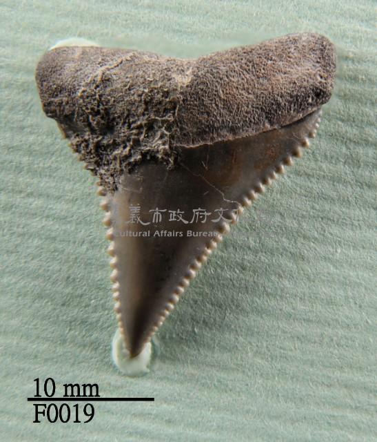 大白鯊上顎齒藏品圖，第1張