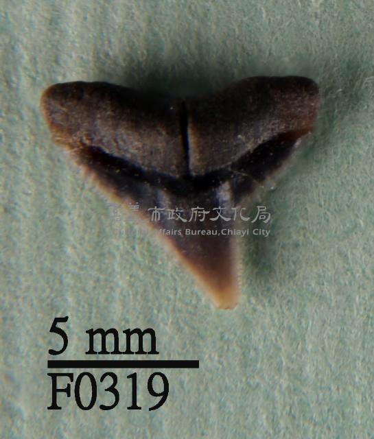 公牛鯊上顎齒藏品圖，第1張