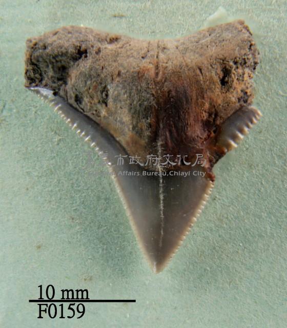 公牛鯊上顎齒藏品圖，第1張