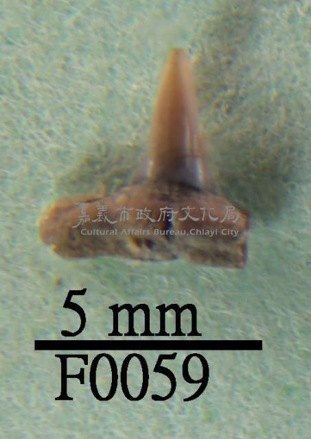 鯊魚下顎齒藏品圖，第1張