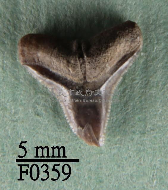 沙洲鯊上顎齒藏品圖，第1張