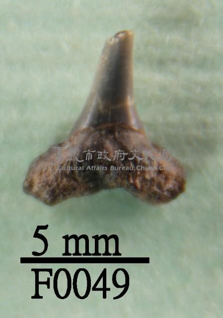 鯊魚(齒)藏品圖，第1張